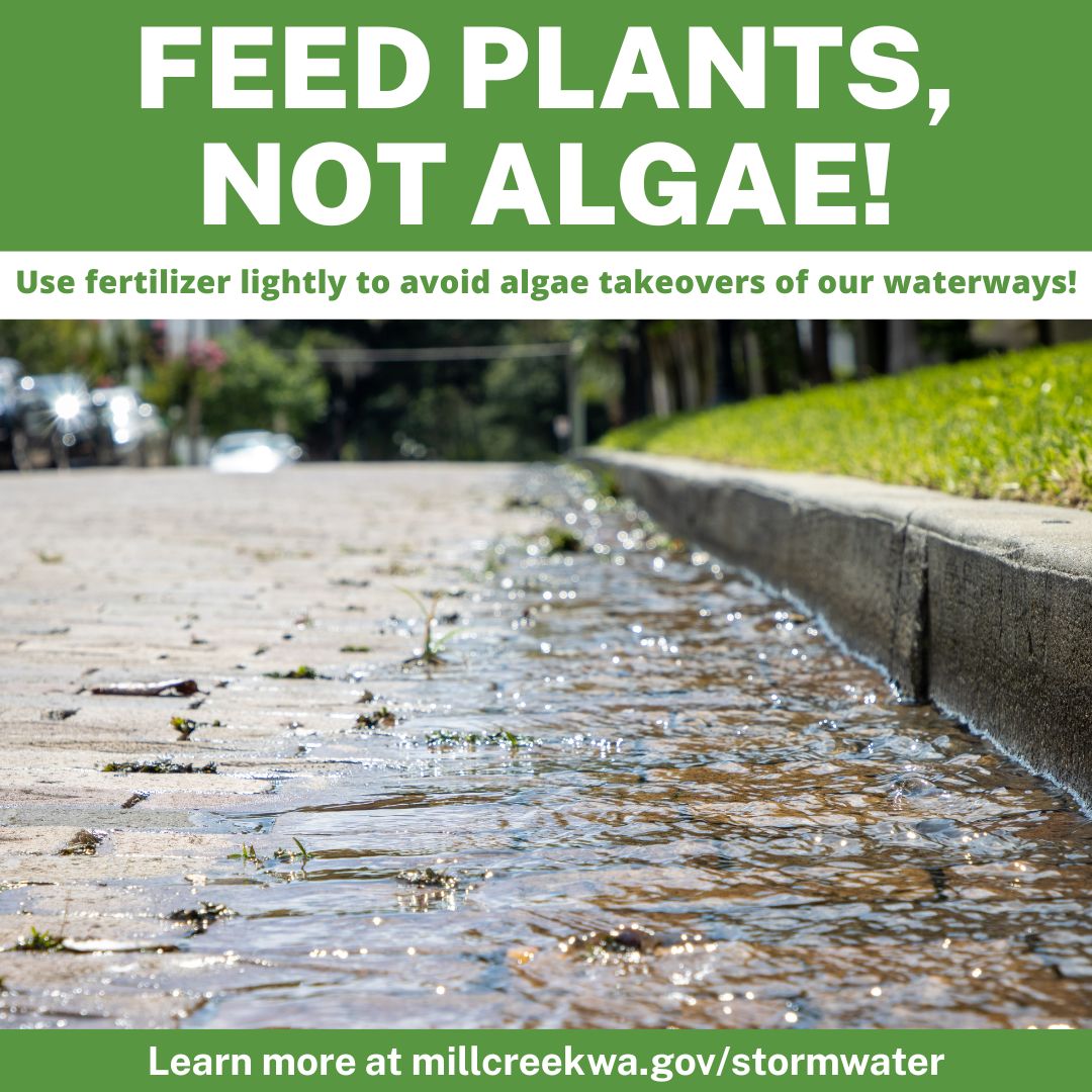 A gutter pan with water in it. The text reads " Feed plants, not algae! Use fertilizer lightly to avoid algae takeovers of our waterways. Learn more at millcreekwa.gov/stormwater
